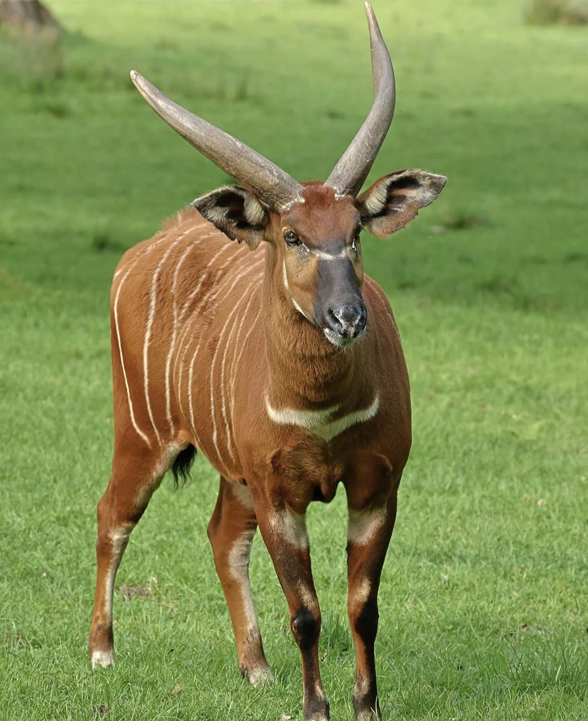 Bongo antelope